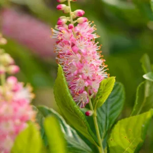 Clethra Alnifolia 'Ruby Spice', Sweet Pepper Bush 'Ruby Spice', Sweet Pepperbush 'Ruby Spice', Summer Sweet 'Ruby Spice', Summersweet 'Ruby Spice'