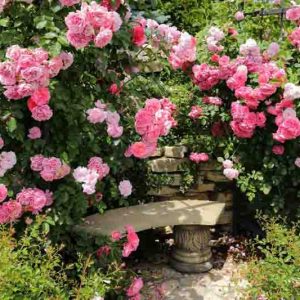 Climbing Roses, Rambler Roses, Rambling Roses, Great Roses, Top Roses, Best roses for walls, Best roses for pergolas, Best roses for fences, Best roses for Arbors, Best roses for Arches