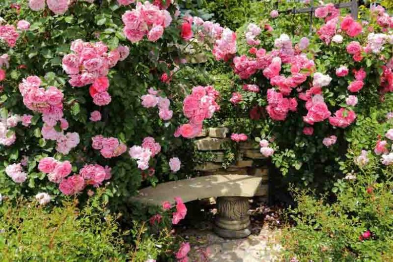 Climbing Roses, Rambler Roses, Rambling Roses, Great Roses, Top Roses, Best roses for walls, Best roses for pergolas, Best roses for fences, Best roses for Arbors, Best roses for Arches