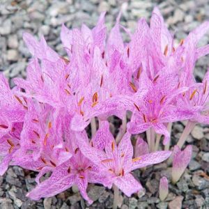 Colchicum Agrippinum, Autumn Crocus, fall crocus, Autumn crocus, Crocus autumnale, pink flowering bulb, pink flowers