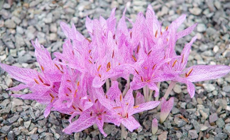 Colchicum Agrippinum, Autumn Crocus, fall crocus, Autumn crocus, Crocus autumnale, pink flowering bulb, pink flowers