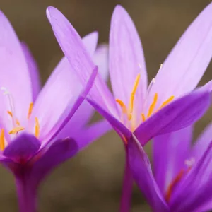 Colchicum Autumnale 'Nancy Lindsay',Meadow Saffron 'Nancy Lindsay', Colchicum autumnale 'Pannonicum', Colchicum pannonicum hort., fall crocus, Autumn crocus, Crocus autumnale, purple flowering bulb