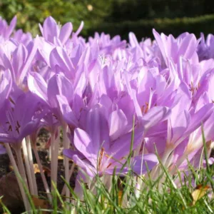 Colchicum Byzantinum, Byzantine Meadow Saffron, Colchicum autumnale var. major hort., fall crocus, Autumn crocus, Crocus autumnale, lavender flowering bulb, lavender flowers, Naked Ladies, Autumn Crocus