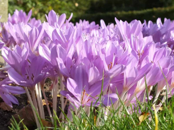Colchicum Byzantinum, Byzantine Meadow Saffron, Colchicum autumnale var. major hort., fall crocus, Autumn crocus, Crocus autumnale, lavender flowering bulb, lavender flowers, Naked Ladies, Autumn Crocus