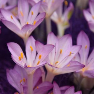 Colchicum Cilicicum, Autumn Crocus, fall crocus, Autumn crocus, Crocus autumnale, lavender flowering bulb, lavender flowers