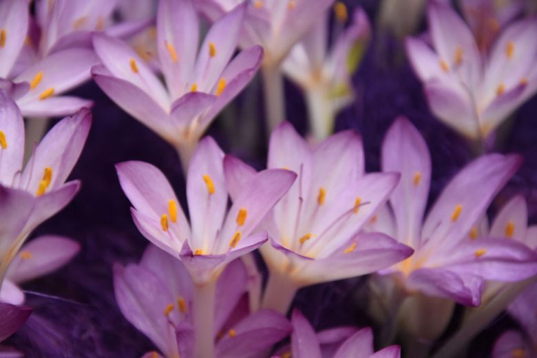 Colchicum Cilicicum, Autumn Crocus, fall crocus, Autumn crocus, Crocus autumnale, lavender flowering bulb, lavender flowers