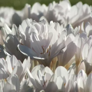 Colchicum Speciosum 'Album',Colchicum 'Album', Naked Ladies 'Album', Meadow Saffron 'Album', False Autumn Crocus 'Album', Hybrid Autumn Crocus, 'Album' Autumn Crocus, fall crocus, Autumn crocus, Crocus autumnale, white crocus, white colchicum