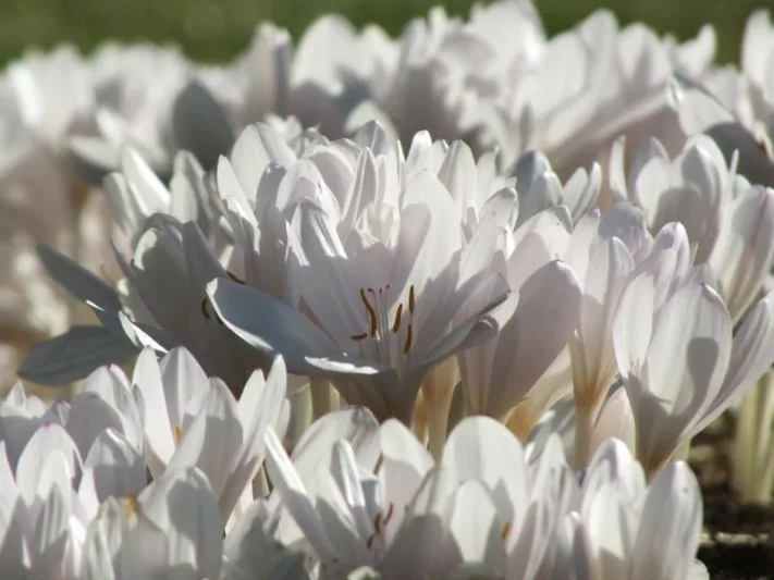 Colchicum Speciosum 'Album',Colchicum 'Album', Naked Ladies 'Album', Meadow Saffron 'Album', False Autumn Crocus 'Album', Hybrid Autumn Crocus, 'Album' Autumn Crocus, fall crocus, Autumn crocus, Crocus autumnale, white crocus, white colchicum
