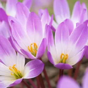 Colchicum Speciosum 'Atrorubens',Colchicum 'Atrorubens', Naked Ladies 'Atrorubens', Meadow Saffron 'Atrorubens', False Autumn Crocus 'Atrorubens', Hybrid Autumn Crocus, 'Atrorubens' Autumn Crocus, fall crocus, Autumn crocus, Crocus autumnale, pink flowering bulb, purple flowering bulb