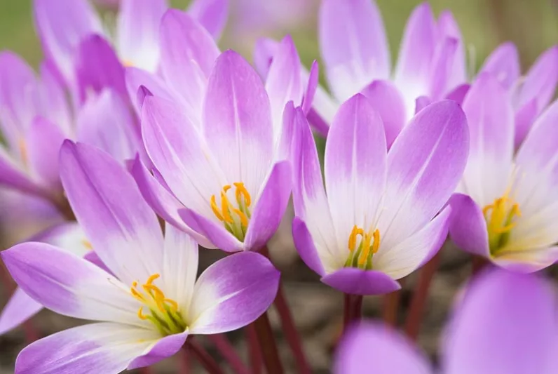 Colchicum Speciosum 'Atrorubens',Colchicum 'Atrorubens', Naked Ladies 'Atrorubens', Meadow Saffron 'Atrorubens', False Autumn Crocus 'Atrorubens', Hybrid Autumn Crocus, 'Atrorubens' Autumn Crocus, fall crocus, Autumn crocus, Crocus autumnale, pink flowering bulb, purple flowering bulb