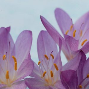 Colchicum 'The Giant', Autumn Crocus 'The Giant', Colchicum giganteum 'Giant', Giant Autumn Crocus, Autumn Crocus, fall crocus, Autumn crocus, Crocus autumnale, lavender flowering bulb, lavender flowers