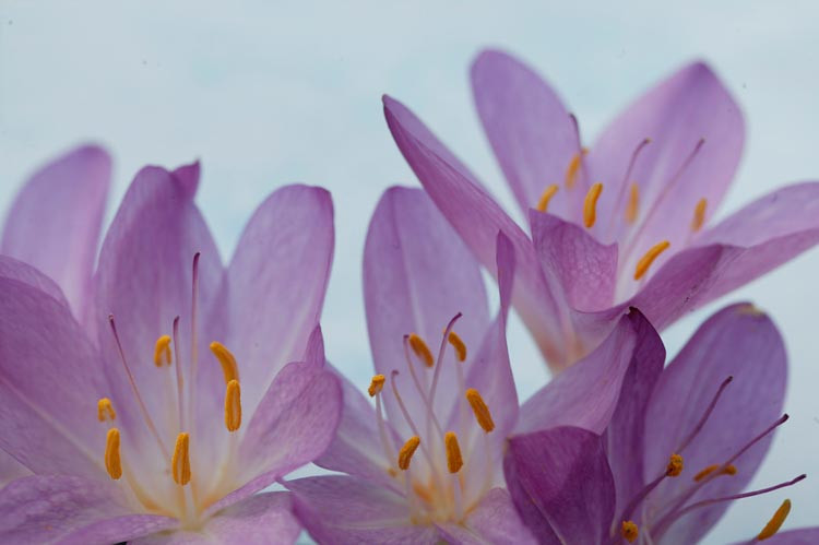 Colchicum 'The Giant', Autumn Crocus 'The Giant', Colchicum giganteum 'Giant', Giant Autumn Crocus, Autumn Crocus, fall crocus, Autumn crocus, Crocus autumnale, lavender flowering bulb, lavender flowers