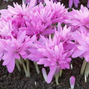 Colchicum 'Waterlily',Meadow Saffron 'Waterlily', Double Autumn Crocus, Hybrid Autumn Crocus, 'Waterlily' Autumn Crocus, fall crocus, Autumn crocus, Crocus autumnale, pink flowering bulb