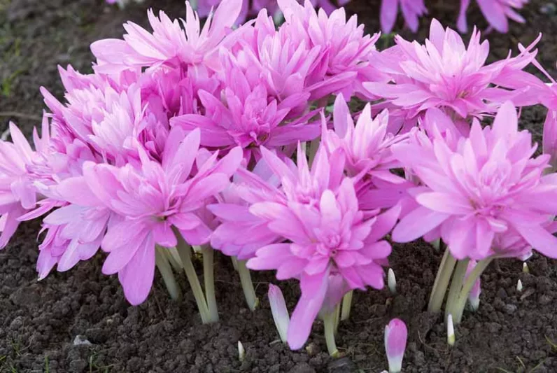 Colchicum 'Waterlily',Meadow Saffron 'Waterlily', Double Autumn Crocus, Hybrid Autumn Crocus, 'Waterlily' Autumn Crocus, fall crocus, Autumn crocus, Crocus autumnale, pink flowering bulb