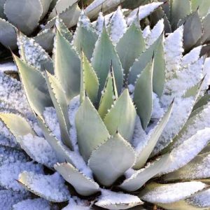 Cold-Hardy Agaves, Frost Tolerant agaves, Hardy Agaves