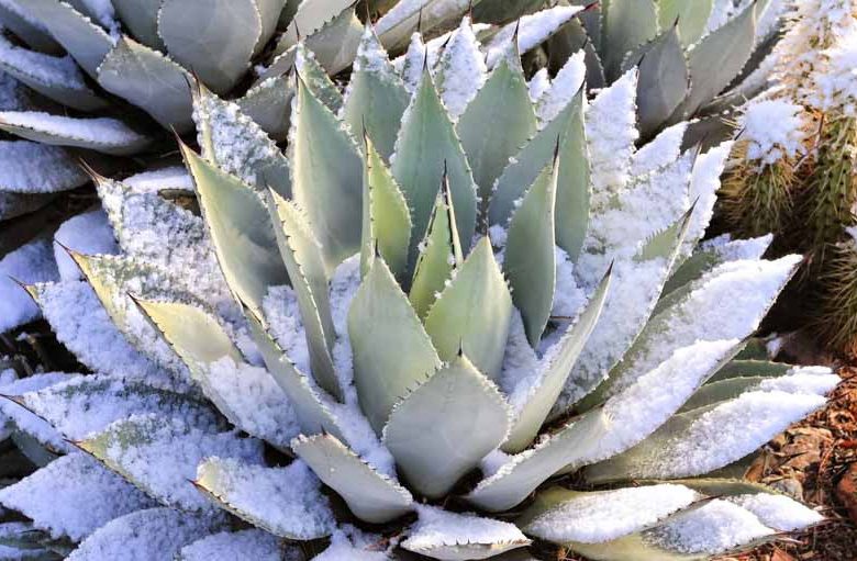 Cold-Hardy Agaves, Frost Tolerant agaves, Hardy Agaves