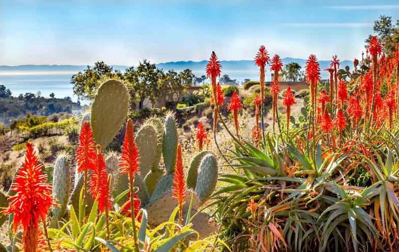 Cold-Hardy Aloes, Frost Tolerant Aloes, Hardy Aloes