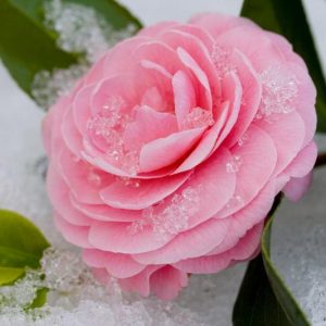 Cold Hardy Camellias, Winter hardy Camellias, Winter Series Camellias, Fall Camellias, Fall Blooming Camellias, Spring Blooming Camellias, Winter Blooming Camellias