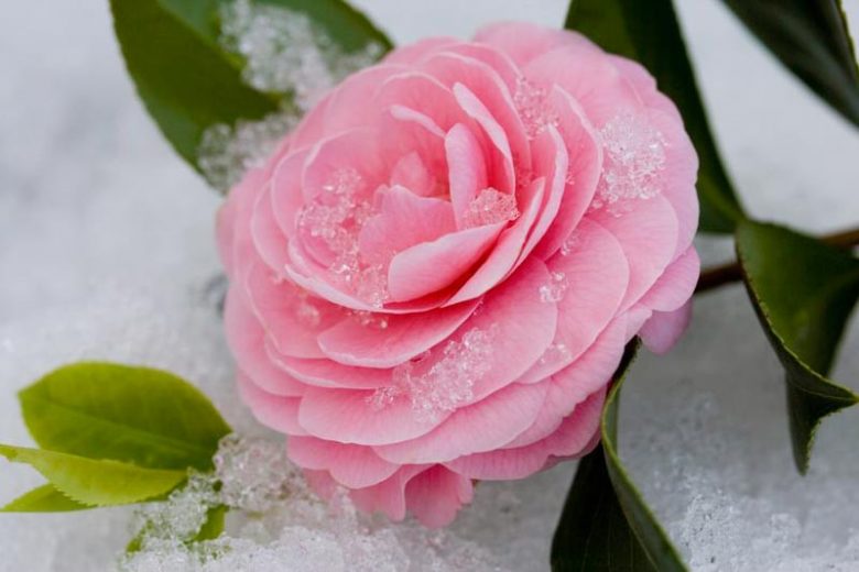Cold Hardy Camellias, Winter hardy Camellias, Winter Series Camellias, Fall Camellias, Fall Blooming Camellias, Spring Blooming Camellias, Winter Blooming Camellias