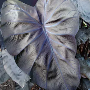 Colocasia esculenta 'Black Coral', Taro 'Black Coral', Elephant Ears 'Black Coral', dark leaves, evergreen perennial,