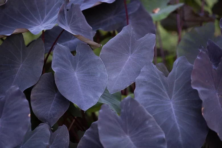 Colocasia esculenta 'Black Magic', Taro 'Black Magic', Elephant Ears 'Black Magic', dark leaves, evergreen perennial,