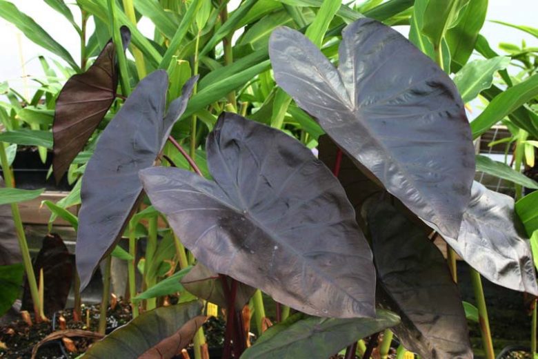 Colocasia esculenta 'Diamond Head', Taro 'Diamond Head', Elephant Ears 'Diamond Head', dark leaves, evergreen perennial,