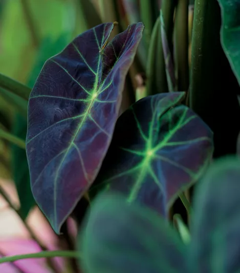 Colocasia esculenta 'Illustris', Taro 'Illustris', Elephant Ears 'Illustris', evergreen perennial, Bicolor leaves, Black Leaves