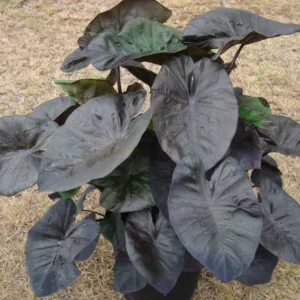Colocasia esculenta 'Kona Coffee', Taro 'Kona Coffee', Elephant Ears 'Kona Coffee', dark leaves, evergreen perennial,