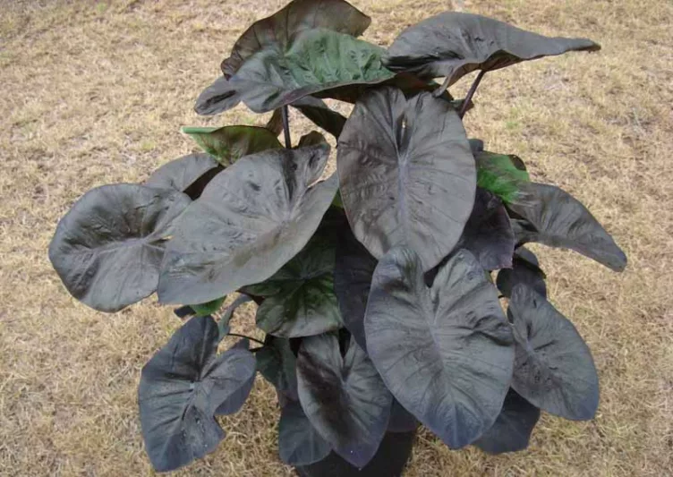 Colocasia esculenta 'Kona Coffee', Taro 'Kona Coffee', Elephant Ears 'Kona Coffee', dark leaves, evergreen perennial,