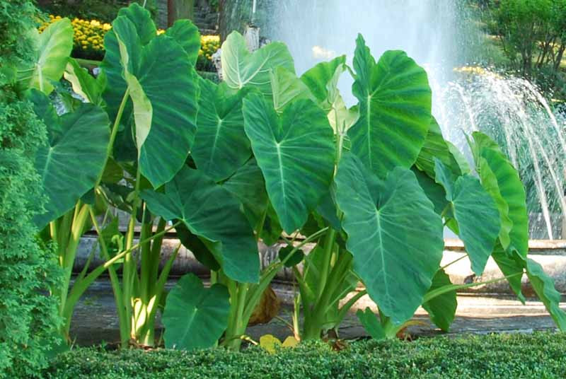 Colocasia esculenta, Taro, Elephant Ears, Aivi, Bleeding Heart, Cocoyam, Dasheen, Eddo, Egyptian Ginger,  elephant ears, Imo, Kalo, Keladi, Talas, Callaloo, Dalo, Colocasia antiquorum
