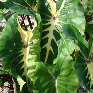 Colocasia esculenta 'White Lava', Taro 'White Lava', Elephant Ears 'White Lava', evergreen perennial, variegated leaves