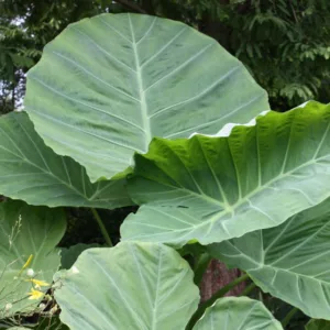 Colocasia gigantea 'Thailand Giant', Giant Elephant Ear, evergreen perennial,