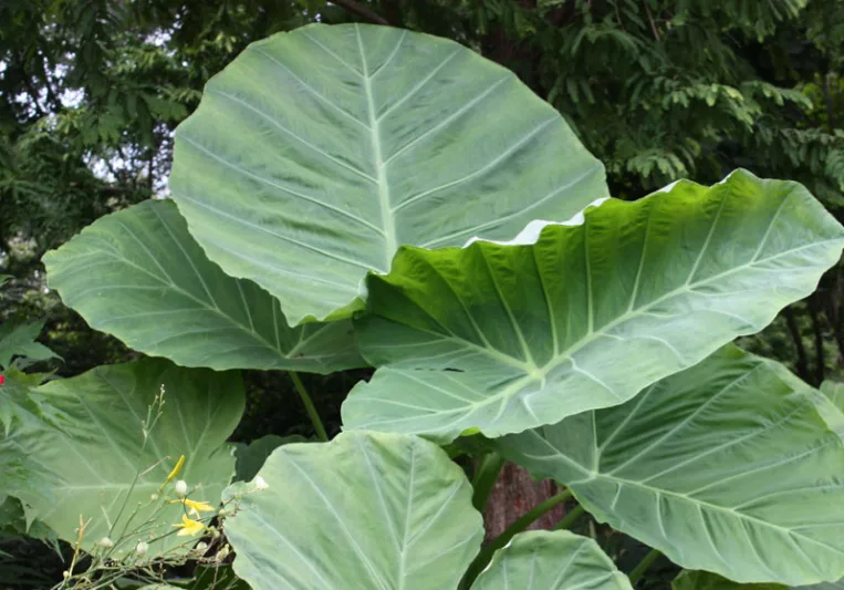Colocasia gigantea 'Thailand Giant', Giant Elephant Ear, evergreen perennial,