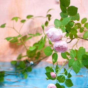 Combining Roses and Clematis, Mixing clematis and roses, Growing clematis and roses, Clematis and Roses Combinations, Clematis and Roses Combinations, Clematis alpina, Clematis macropetala, Large Early Flowering Clematis