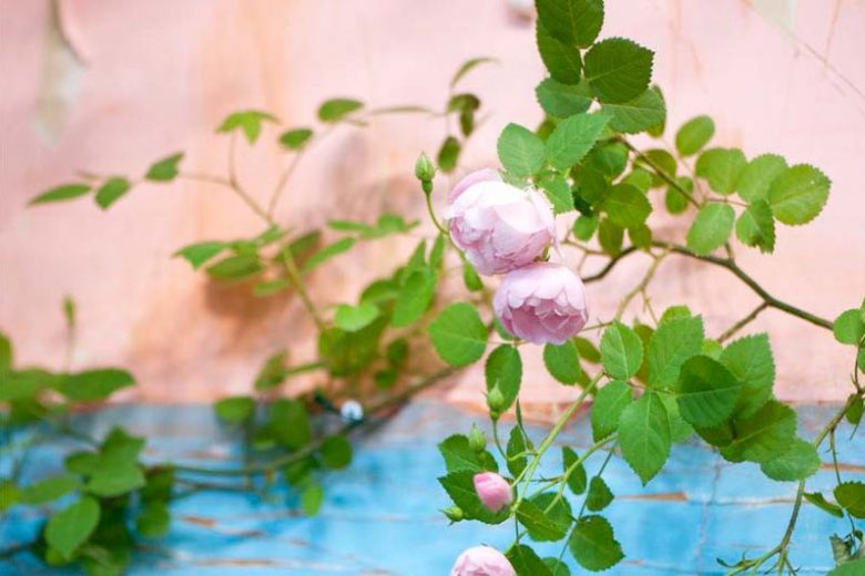 Combining Roses and Clematis, Mixing clematis and roses, Growing clematis and roses, Clematis and Roses Combinations, Clematis and Roses Combinations, Clematis alpina, Clematis macropetala, Large Early Flowering Clematis