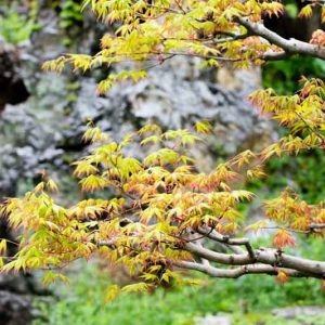 Acer palmatum, Acer palmatum dissectum, Acer shirasawanum, Plant Combinations, Spring Combinations, Summer Combinations, Fall Combinations