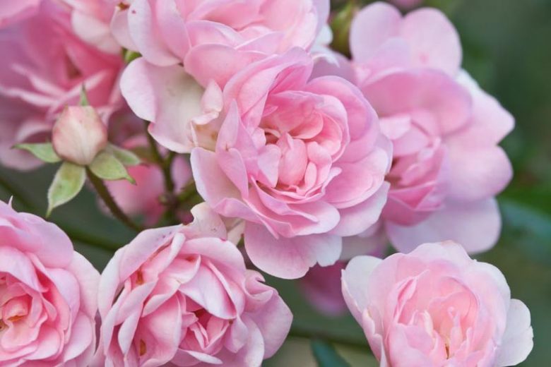 Combining Roses and Clematis, Mixing clematis and roses, Growing clematis and roses, Clematis and Roses Combinations, Clematis and Roses Combinations, Late Large Flowering Clematis, Viticella Clematis