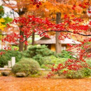 Acer palmatum, Acer palmatum dissectum, Acer shirasawanum, Plant Combinations, Spring Combinations, Summer Combinations, Fall Combinations