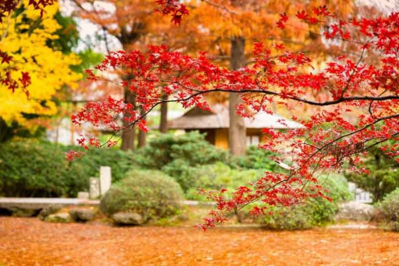 Acer palmatum, Acer palmatum dissectum, Acer shirasawanum, Plant Combinations, Spring Combinations, Summer Combinations, Fall Combinations