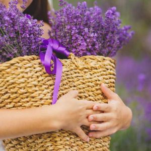 Lavender Flowers, Lavender Flower, English Lavender, Spanish lavender, French Lavender, Early Lavenders, Lavender Blooming Times, lavandula angustifolia, lavandula stoechas, lavandula x intermedia