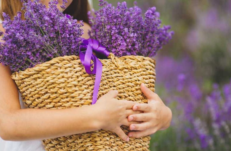 Lavender Flowers, Lavender Flower, English Lavender, Spanish lavender, French Lavender, Early Lavenders, Lavender Blooming Times, lavandula angustifolia, lavandula stoechas, lavandula x intermedia