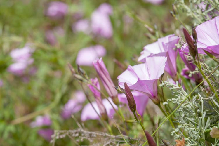 Convolvulus Althaeoides, Mallow Bindweed, Mediterranean Plants, Drought Tolerant plant, Perennial Plant, Pink Flowers