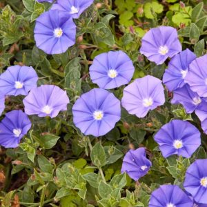 Convolvulus Sabatius, Bindweed, Blue Rock Bindweed, Ground Morning Glory, Convolvulus mauritanicus, Convolvulus sabatius subsp. mauritanicus, Mediterranean Plants, Drought Tolerant plant, Evergreen Shrub, Blue Flowers