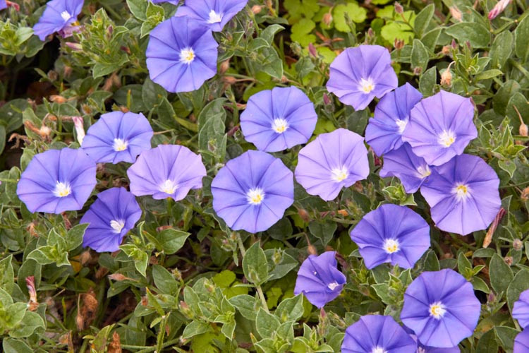 Convolvulus Sabatius, Bindweed, Blue Rock Bindweed, Ground Morning Glory, Convolvulus mauritanicus, Convolvulus sabatius subsp. mauritanicus, Mediterranean Plants, Drought Tolerant plant, Evergreen Shrub, Blue Flowers