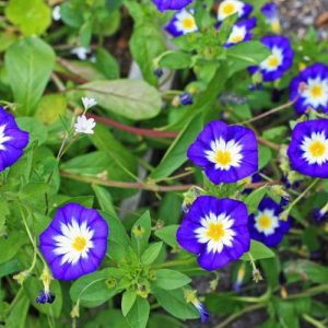 Convolvulus Tricolor 'Blue Ensign', Dwarf Morning Glory 'Blue Ensign', Mediterranean Plants, Drought Tolerant plant, Blue Flowers,Convolvulus minor 'Blue Ensign'
