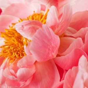 Coral Peony, Coral Peonies, Salmon Peony, salmon Peonies, Coral Charm Peony, coral Sunset Peony, Coral Supreme Peony, Hawaian Pink Peony