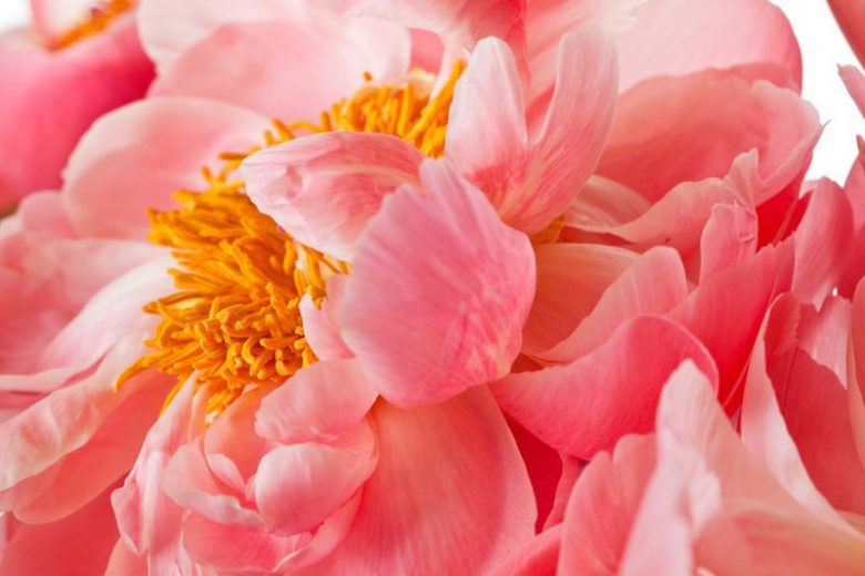 Coral Peony, Coral Peonies, Salmon Peony, salmon Peonies, Coral Charm Peony, coral Sunset Peony, Coral Supreme Peony, Hawaian Pink Peony
