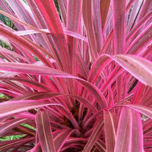 Cordyline 'Pink Passion',Cordyline australis 'Pink Passion', Cabbage Tree 'Pink Passion', Cabbage-Palm 'Pink Passion', Dracaena Palm 'Pink Passion', Fountain Dracaena 'Pink Passion', Giant Dracaena 'Pink Passion', Grass Palm 'Pink Passion', Palm Lily 'Pink Passion'