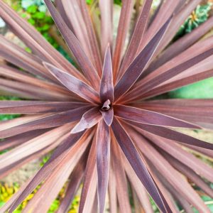 Cordyline australis 'Red Star',Cabbage Palm 'Red Star', Cabbage Tree 'Red Star', New Zealand Cabbage Palm 'Red Star', New Zealand Dragon Plant 'Red Star', Palm Lily 'Red Star', Red Grass Palm, Red Cordyline