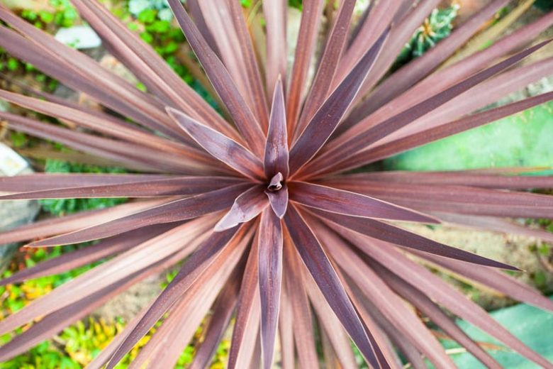 Cordyline australis 'Red Star',Cabbage Palm 'Red Star', Cabbage Tree 'Red Star', New Zealand Cabbage Palm 'Red Star', New Zealand Dragon Plant 'Red Star', Palm Lily 'Red Star', Red Grass Palm, Red Cordyline